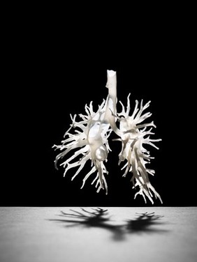 Internal structure of the lungs, 3D printed plastic