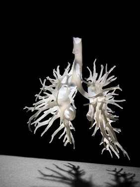 Internal structure of the lungs, 3D printed plastic