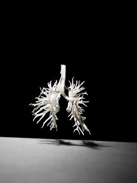 Internal structure of the lungs, 3D printed plastic