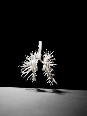 view Internal structure of the lungs, 3D printed plastic