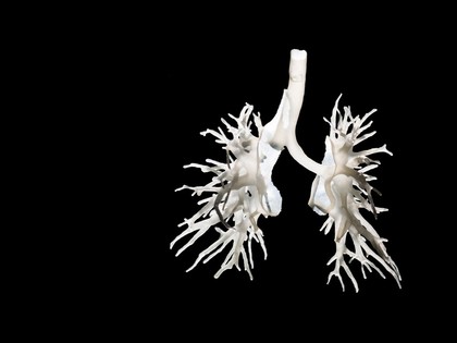 Internal structure of the lungs, 3D printed plastic