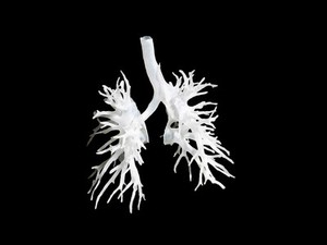 view Internal structure of the lungs, 3D printed plastic