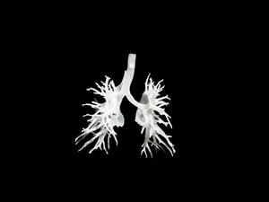 view Internal structure of the lungs, 3D printed plastic