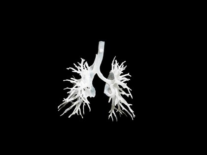 Internal structure of the lungs, 3D printed plastic