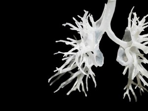 view Internal structure of the lungs, 3D printed plastic