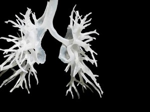 view Internal structure of the lungs, 3D printed plastic