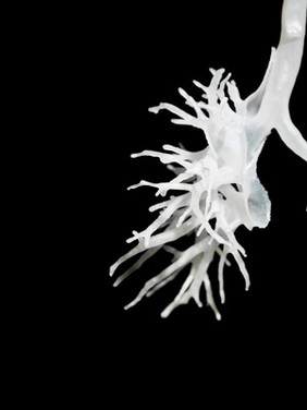 Internal structure of the lungs, 3D printed plastic