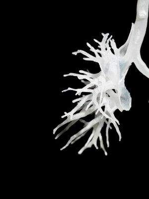 view Internal structure of the lungs, 3D printed plastic