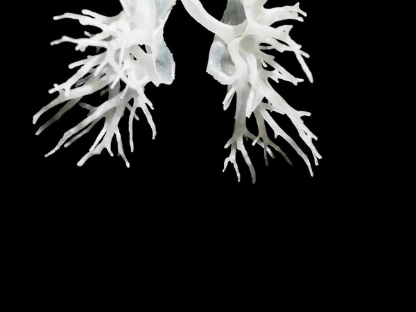 Internal structure of the lungs, 3D printed plastic