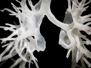 view Internal structure of the lungs, 3D printed plastic