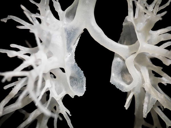 Internal structure of the lungs, 3D printed plastic