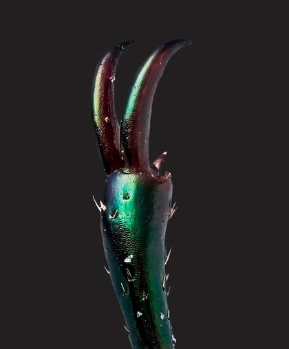 Beetle leg tip, microphotograph