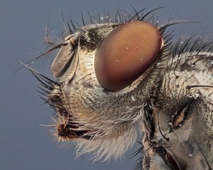 view Housefly, photomacrography