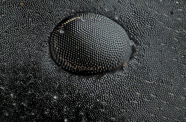 Ant eye, photomacrography