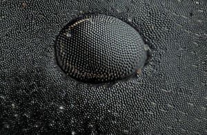 view Ant eye, photomacrography