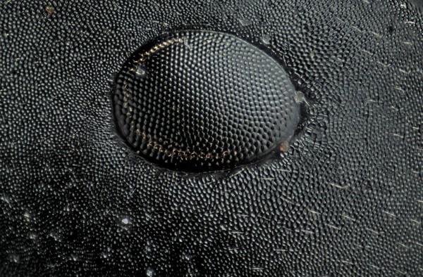 Ant eye, photomacrography