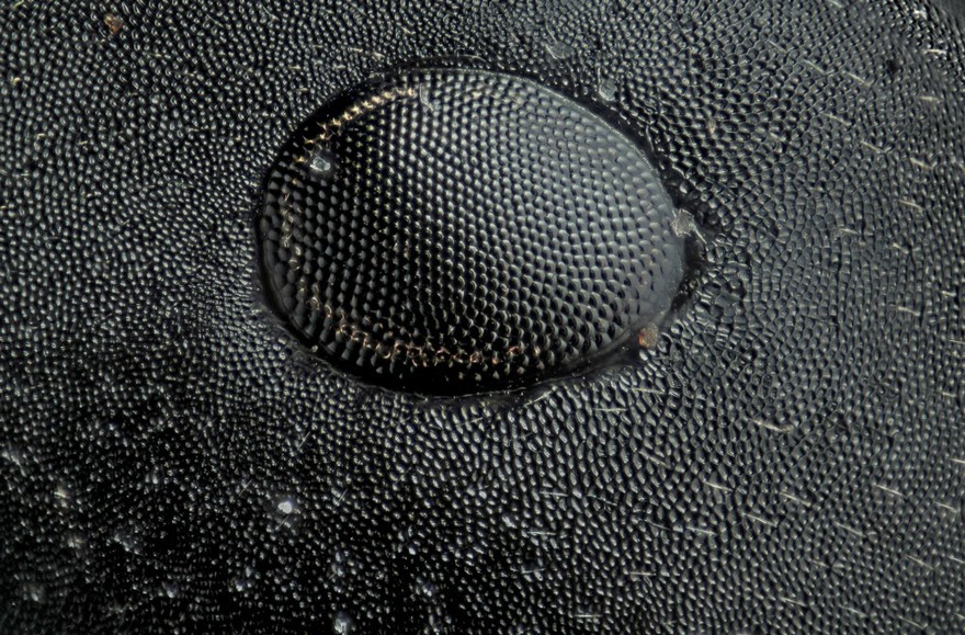 Ant eye, photomacrography