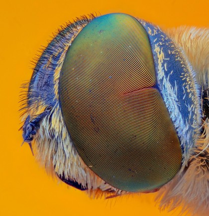 Fly eye, photomacrography