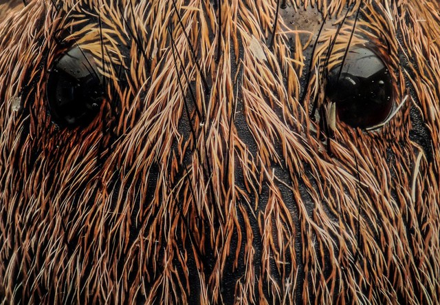 Wolf spider eyes