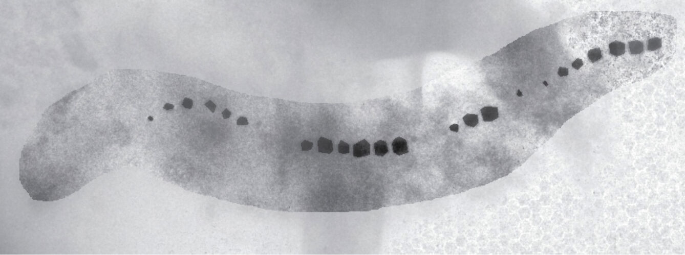 Mutant magnetotactic bacterium, Magnetospirillum magneticum