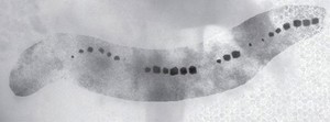 view Mutant magnetotactic bacterium, Magnetospirillum magneticum