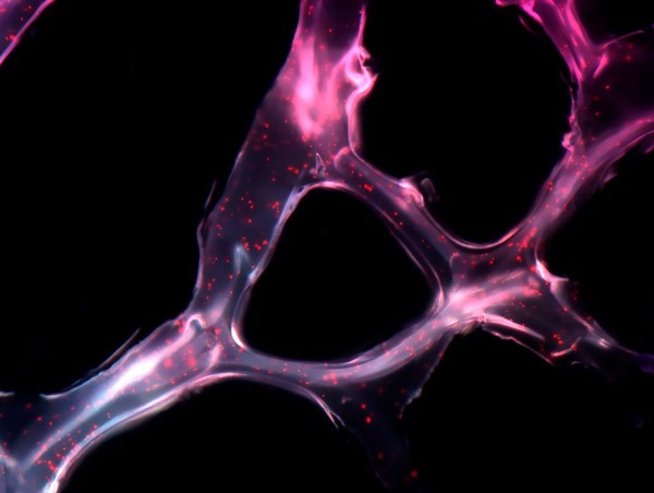 Artificial microRNA scaffold.