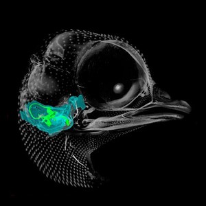 view A microCT 3D reconstruction of a 10-day-old chick embryo, as seen from the right hand side. The inner ear is depicted, with the semicircular canals (the body's balance organ) and the cochlea (which converts sound waves into electrical impulses) shown in green. The otic capsule, a cartilaginous structure surrounding the inner ear which develops into part of the sphenoid bone, is shown in blue.