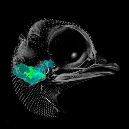 A microCT 3D reconstruction of a 10-day-old chick embryo, as seen from the right hand side. The inner ear is depicted, with the semicircular canals (the body's balance organ) and the cochlea (which converts sound waves into electrical impulses) shown in green. The otic capsule, a cartilaginous structure surrounding the inner ear which develops into part of the sphenoid bone, is shown in blue.