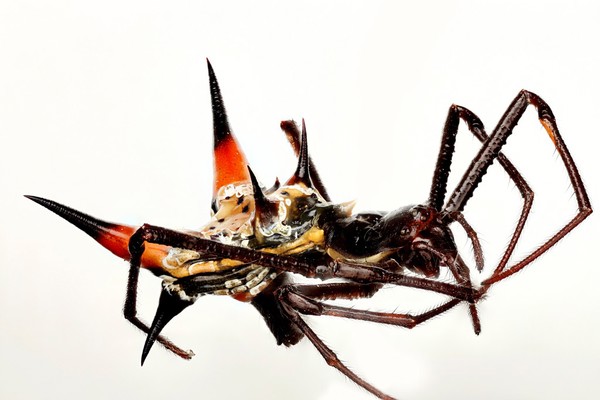 The Thorn Spider (Gasteracantha cancriformis) is a neotropical spider of the Micrathena schreibersi species of orb weavers (Araneidae). The spider has a wide distribution throughout Central and South America. Females are large and brightly colored, and have a triangular abdomen with black margins and 10 prominent spines. Males are smaller and less conspicuous than females and are less frequently encountered.
