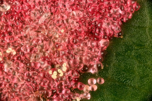 Erineum galls on a maple leaf, produced by Eriophyidae mites.