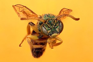 view Agapostemon, anterior view