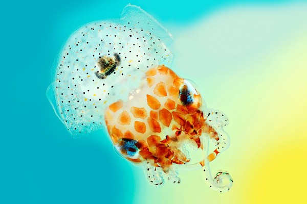 Hawaiian bobtail squid.