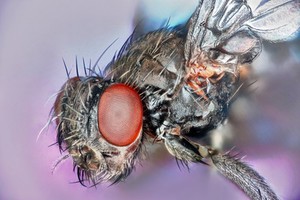 view Black fly, lateral view