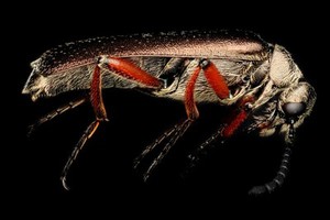 view Blister Beetle, lateral view