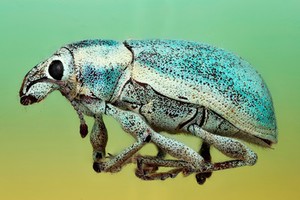 view Blue Weevil, Lateral