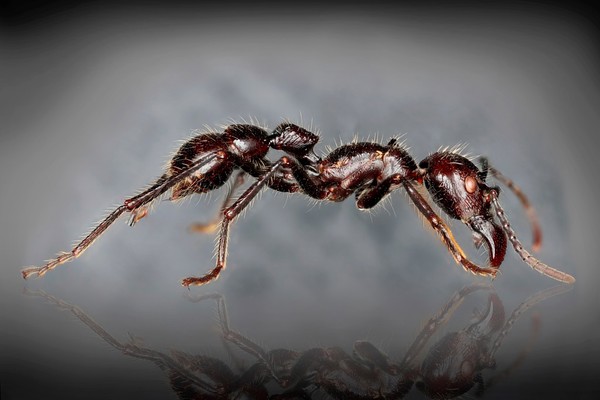 Bullet Ant, Paraponea cravat