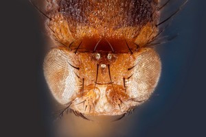 view Fruit Fly, Anterior