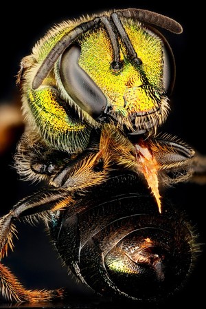 view Agapostemon