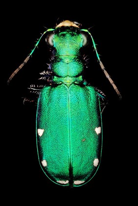 Green Beetle (more info req)