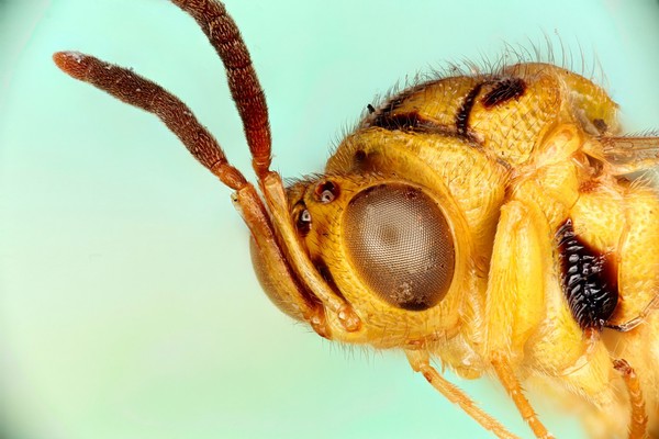 Parasitoid wasp, lateral, close up, head