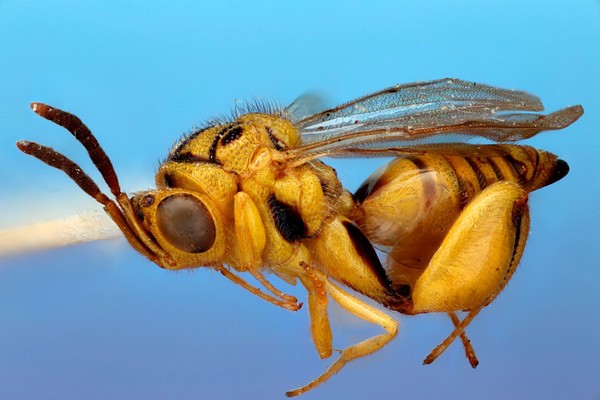 Parasitoid wasp, lateral