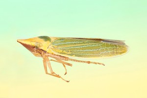 view Leafhopper, lateral