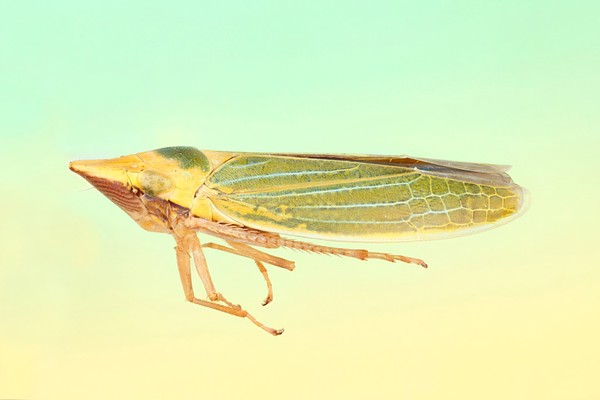 Leafhopper, lateral