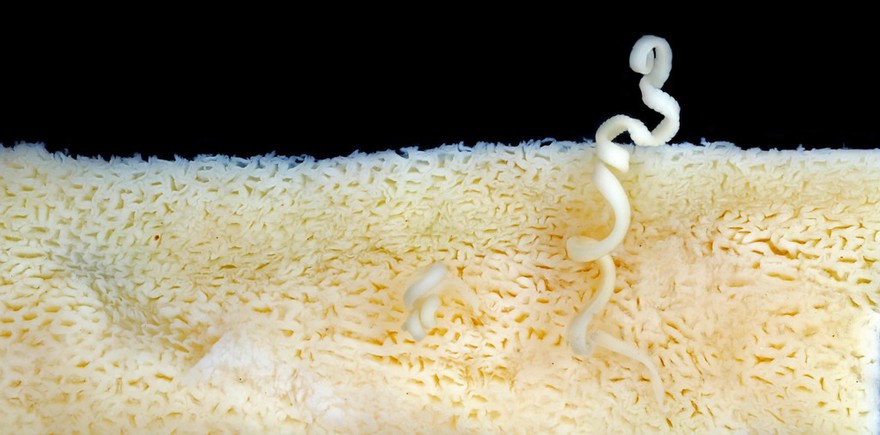 Shark intestine with tapeworm