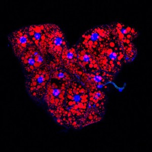 view Drosophila adipose tissue