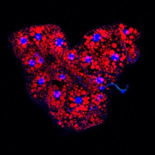 Drosophila adipose tissue