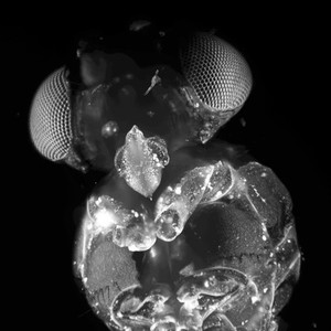 view Drosophila