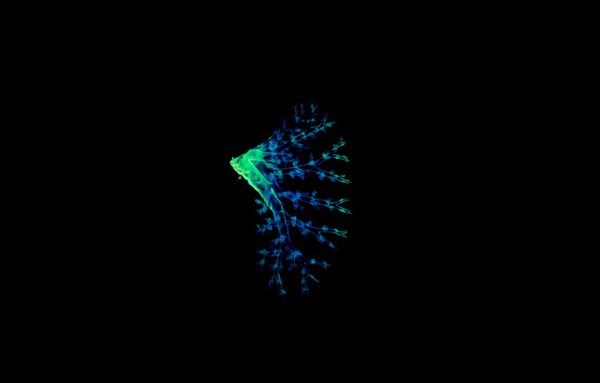 Optically cleared mouse lung