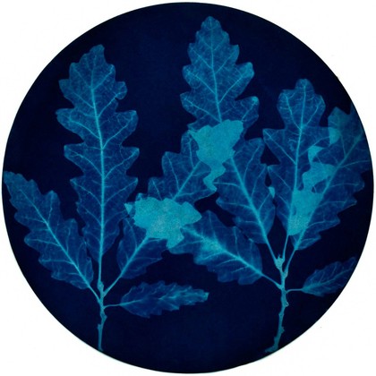 Leaf, Turkey Oak (Quercus cerris)