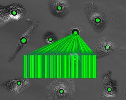 Microbead 'lasers' engulfed by cells, artistic impression